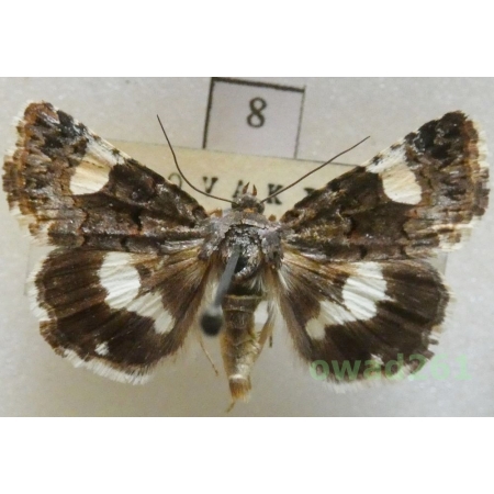Tyta luctuosa (Denis & Schiffermüller, 1775) Slovakia8